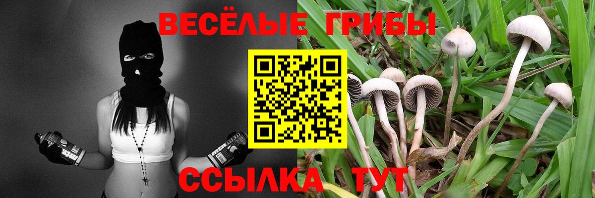 Галлюциногенные грибы Psilocybe Апатиты